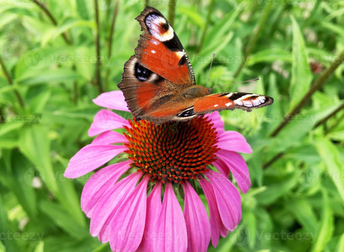 Großer schwarzer Schmetterlingsmonarch geht auf Pflanze mit Blumen foto