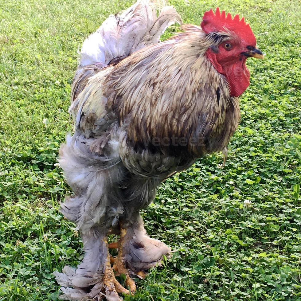 Vogelhahn auf der Suche nach Nahrung im grünen Gras foto