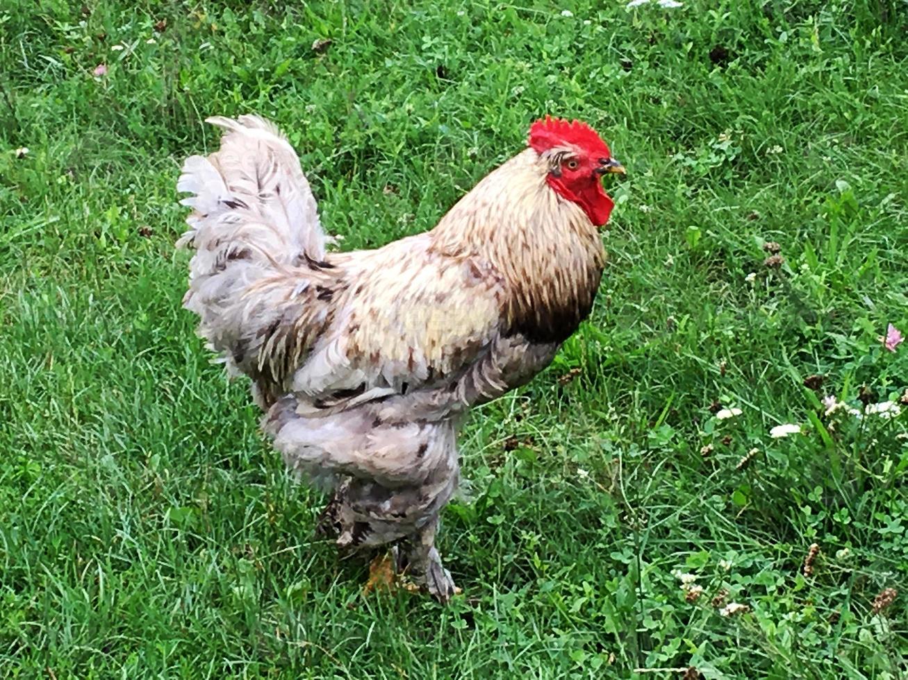 Vogelhahn auf der Suche nach Nahrung im grünen Gras foto