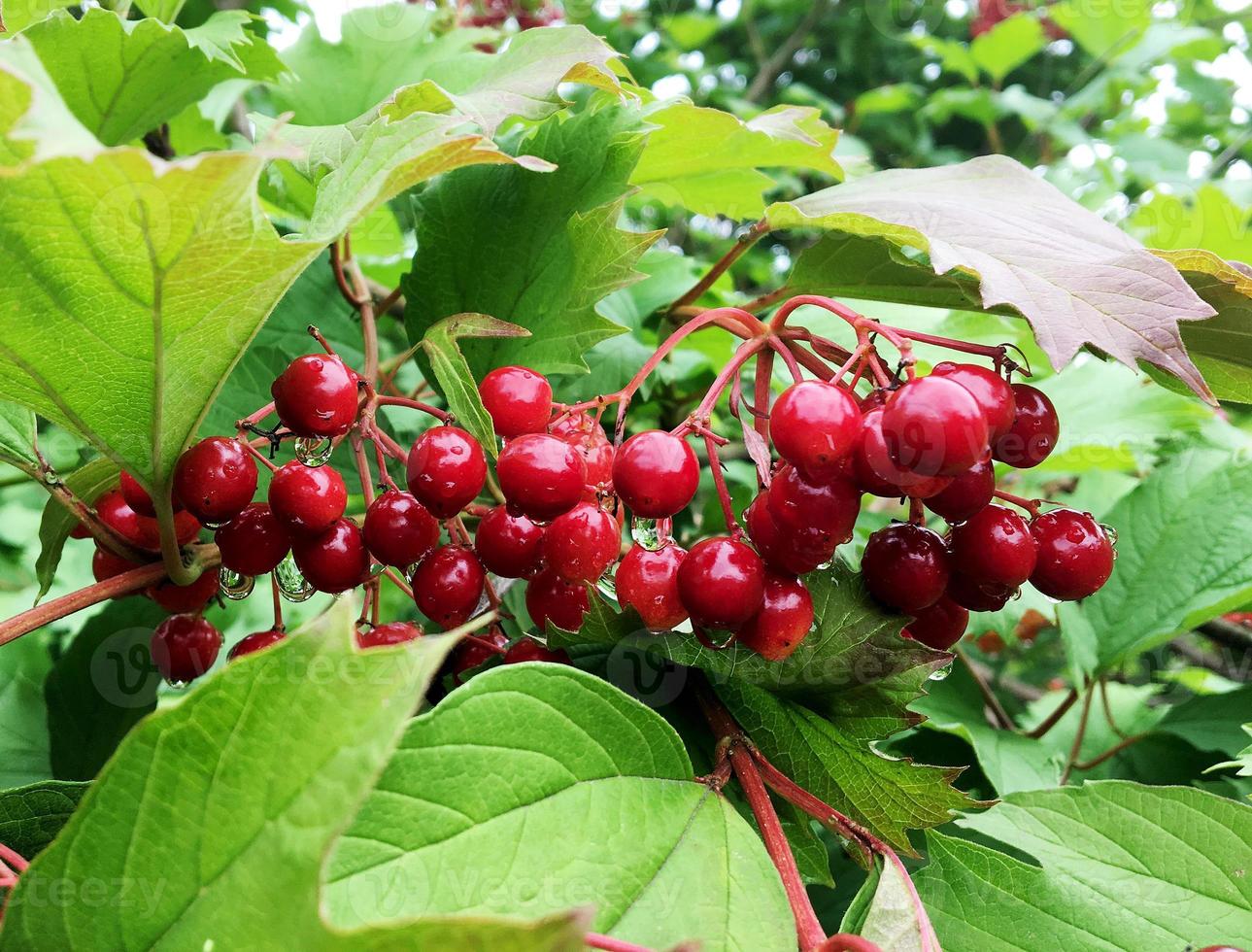 süße rote Beeren Viburnum wächst auf Busch mit Blättern grün foto