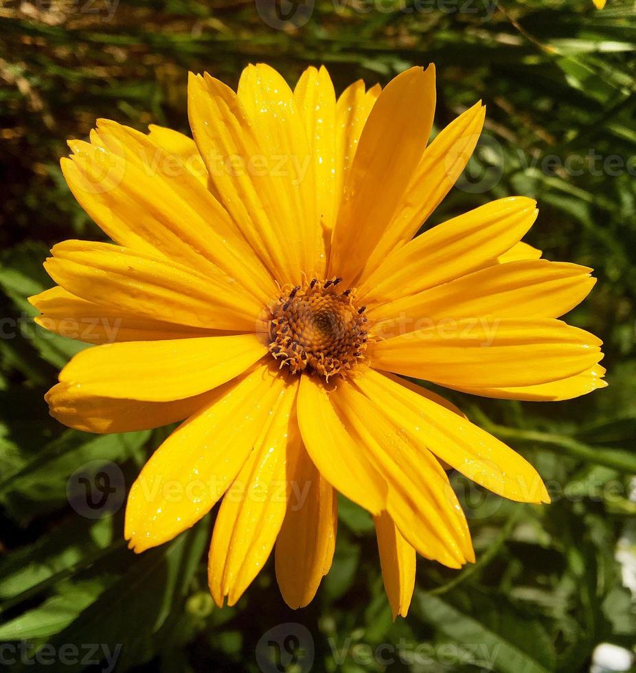 wilde Schönheitsblume mit Nektar, die in der Feldlandschaft blüht foto