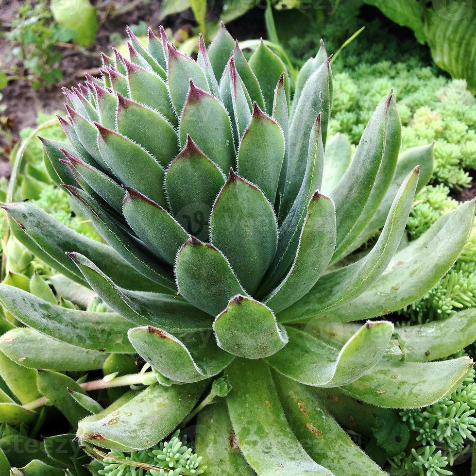 wilde Schönheitsblume mit Nektar, die in der Feldlandschaft blüht foto