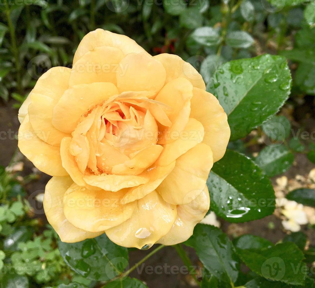 blühende Blumenrose mit grünen Blättern foto