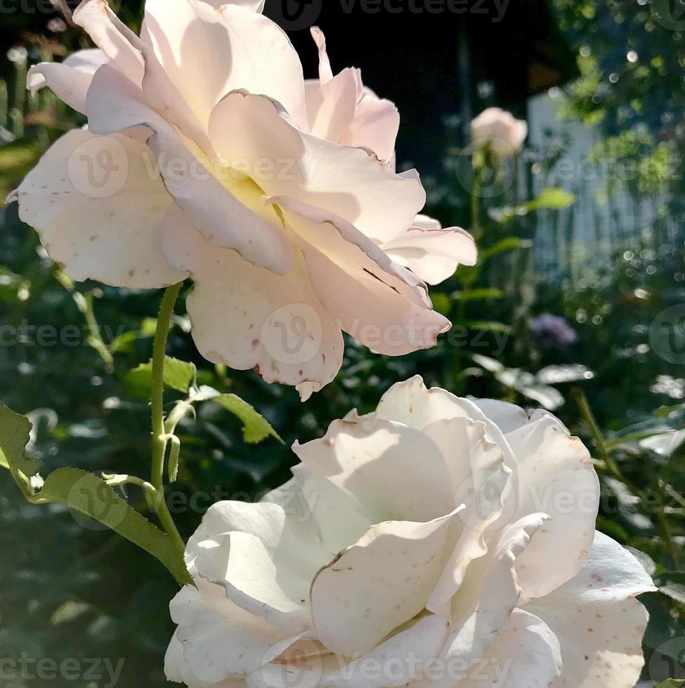 blühende Blumenrose mit grünen Blättern foto