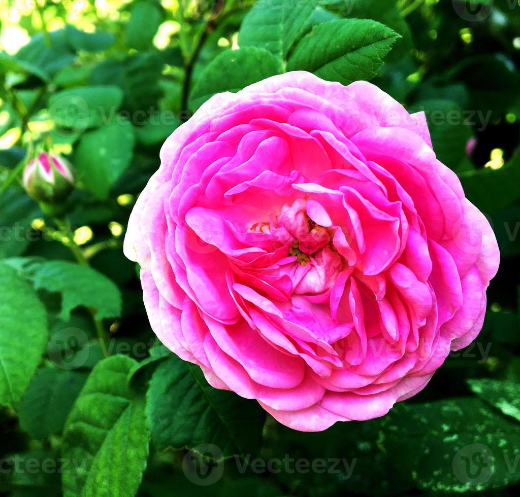 das farbenfrohe Foto zeigt blühende Blumenrose