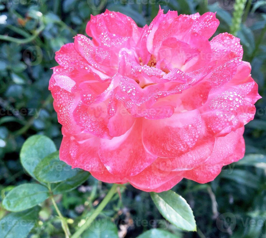 blühende Blumenrose mit grünen Blättern foto