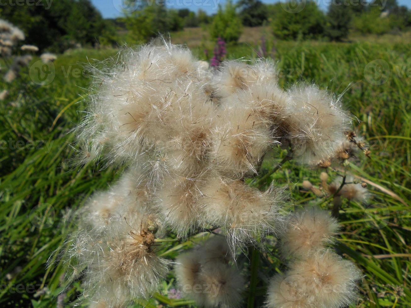 blühende Blume mit Blättern, lebendige natürliche Natur natural foto