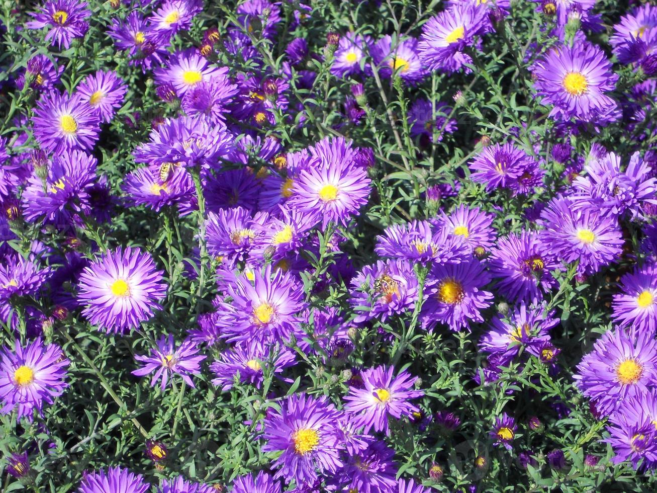 blühende Blume mit Blättern, lebendige natürliche Natur natural foto