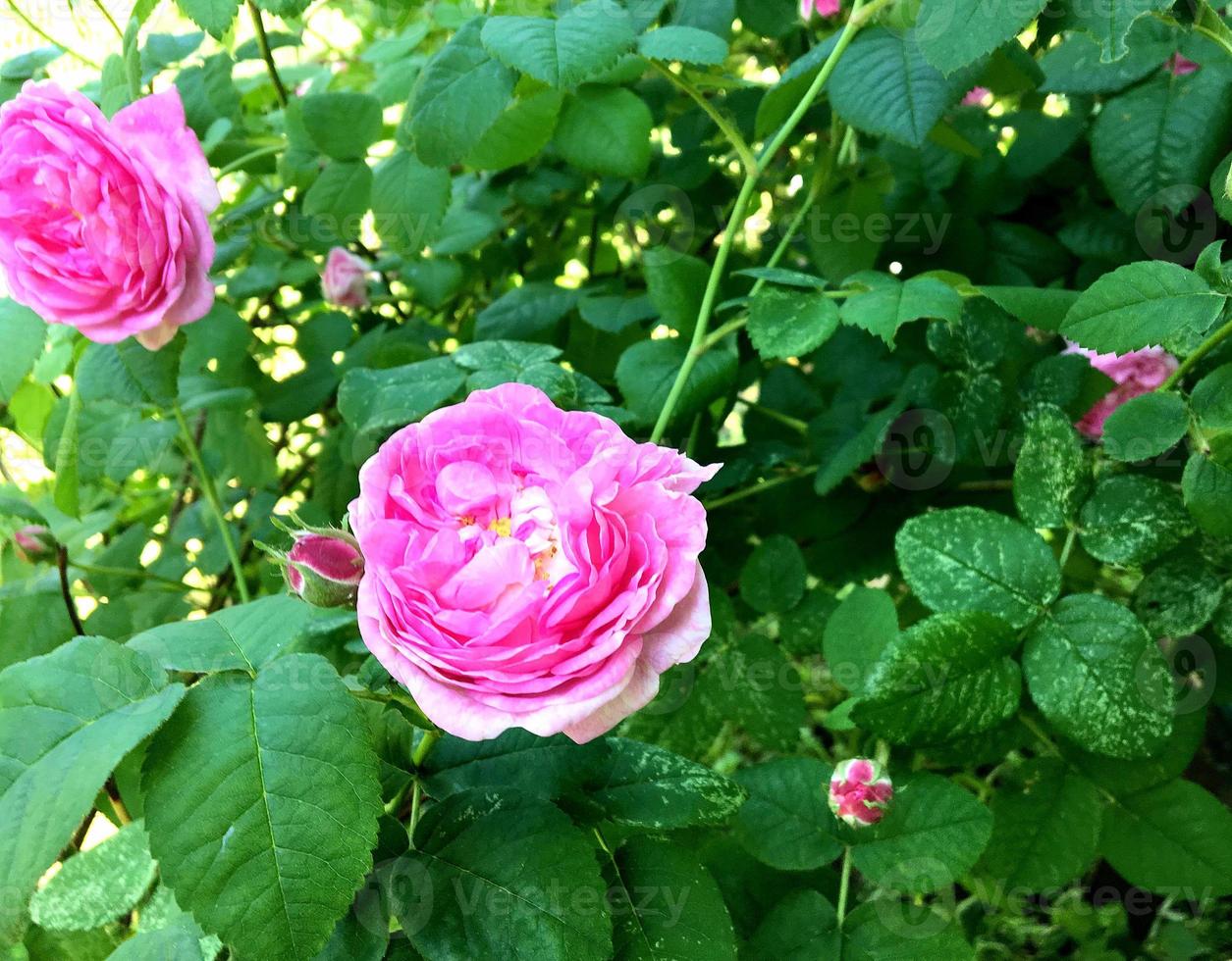 das farbenfrohe Foto zeigt blühende Blumenrose