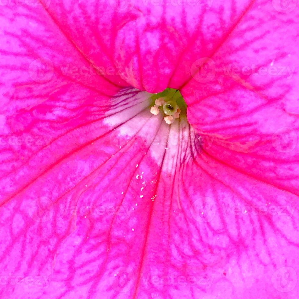 blühende Blume mit Blättern, lebendige natürliche Natur natural foto