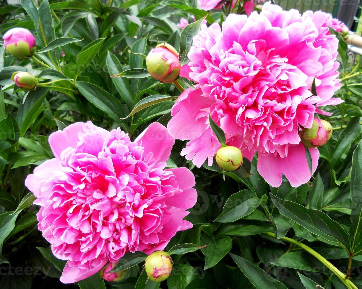 das farbenfrohe Foto zeigt blühende Blumenpfingstrose