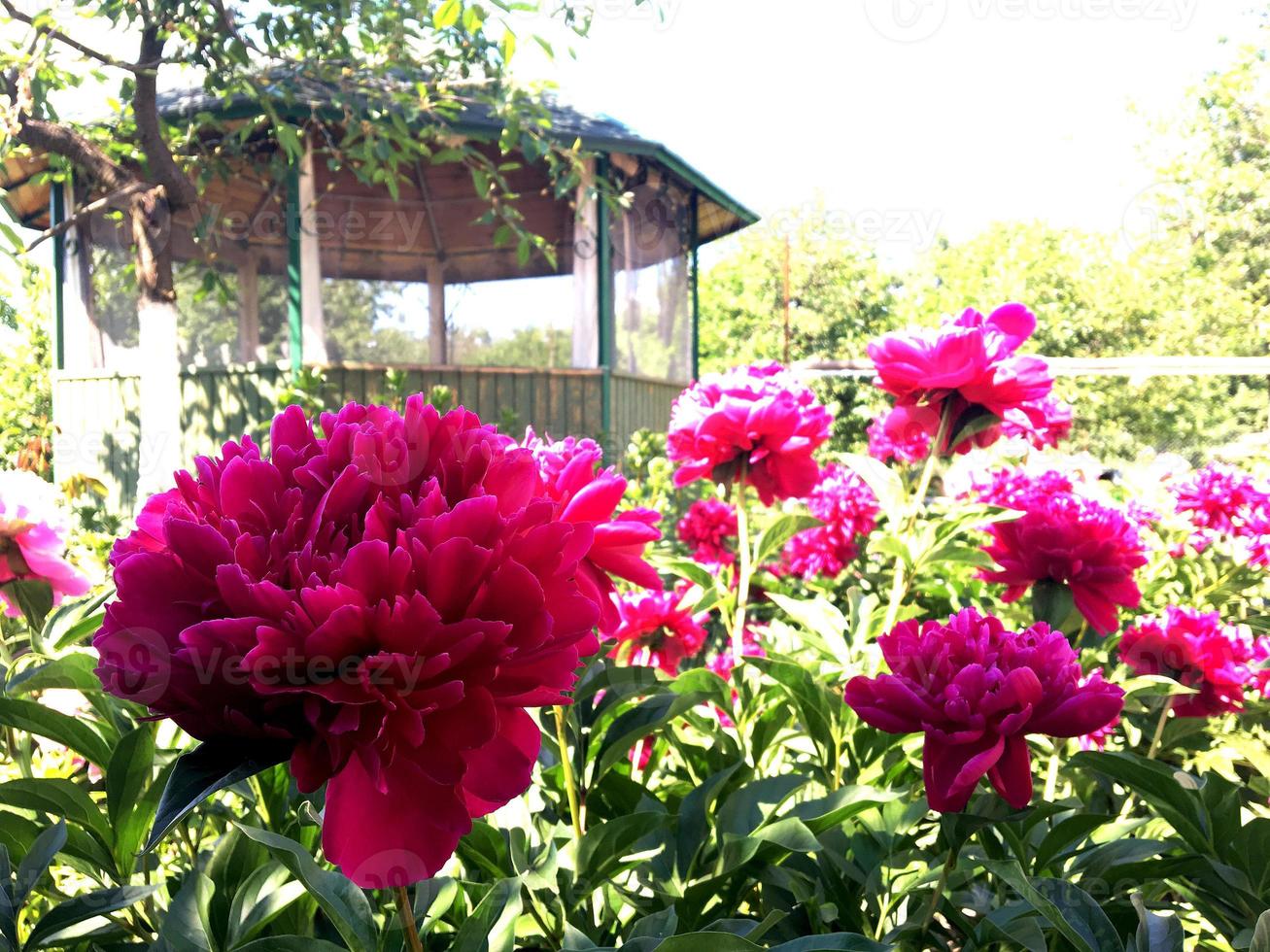 das farbenfrohe Foto zeigt blühende Blumenpfingstrose