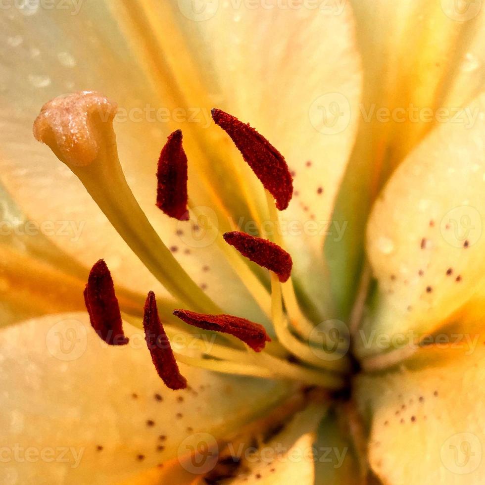 blühende Blume mit Blättern, lebendige natürliche Natur natural foto