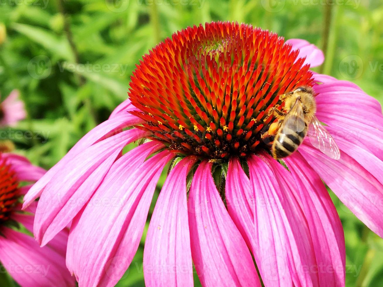 geflügelte Biene fliegt langsam zur Pflanze, sammelt Nektar für Honig foto