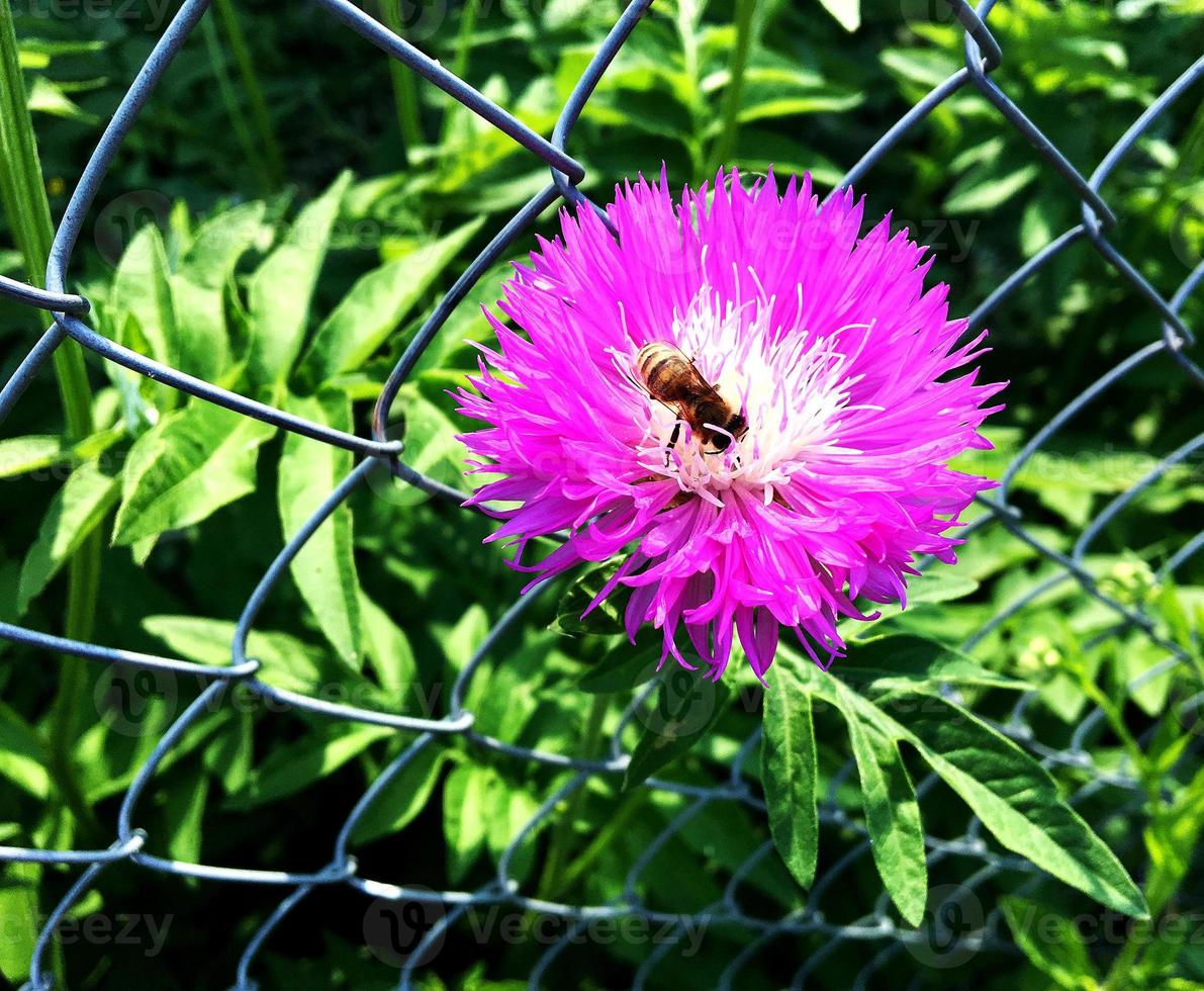 geflügelte Biene fliegt langsam zur Pflanze, sammelt Nektar für Honig foto