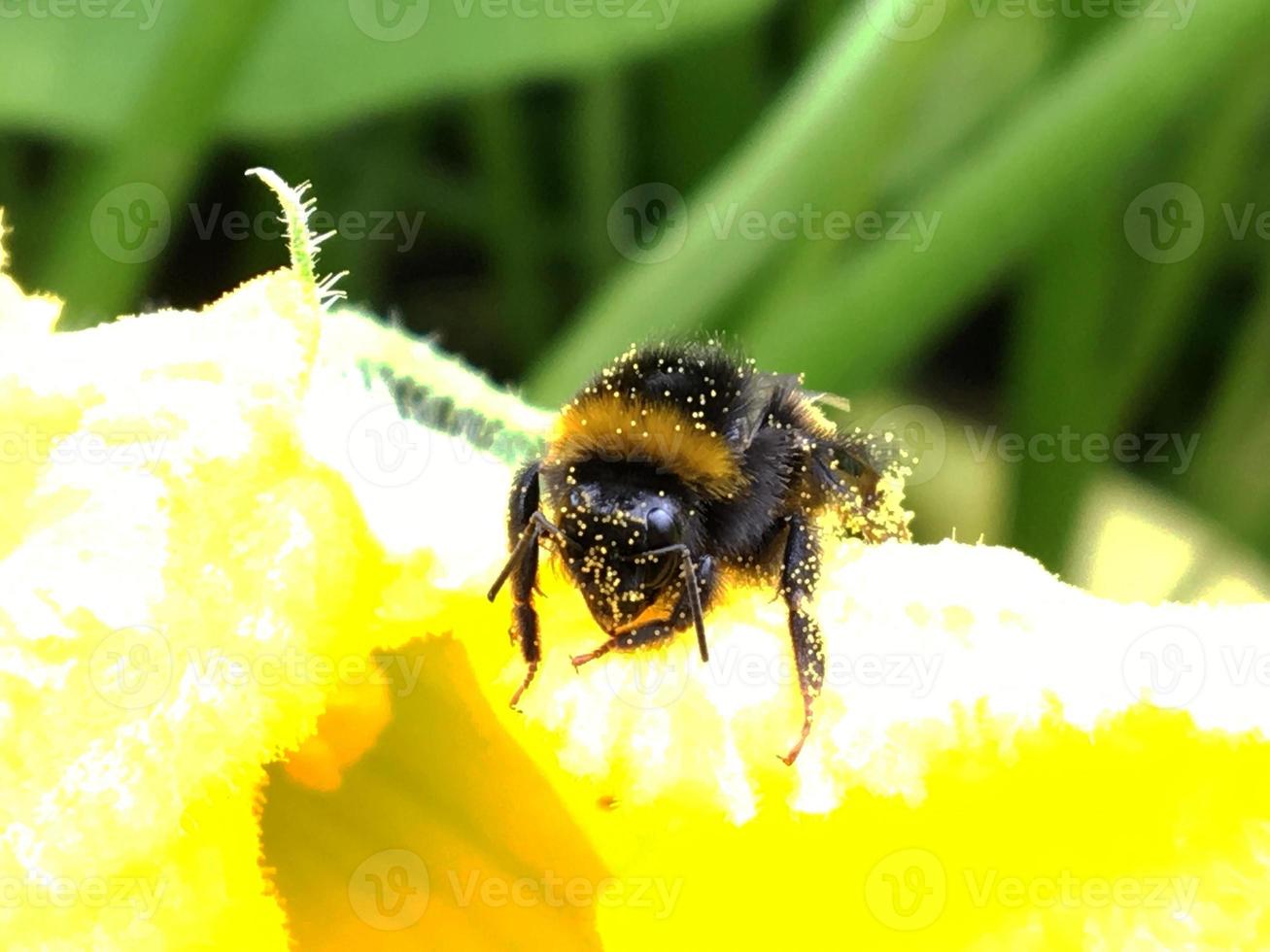 geflügelte Biene fliegt langsam zur Pflanze, sammelt Nektar für Honig foto