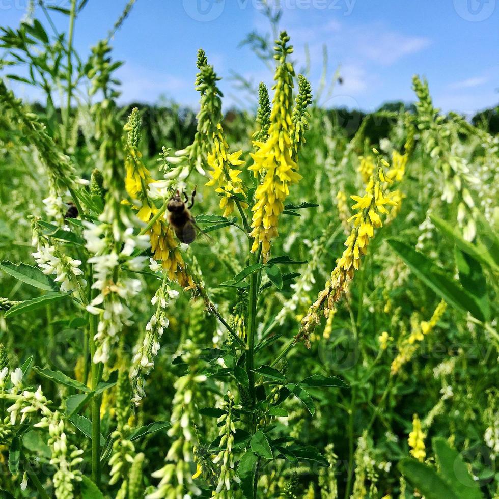 geflügelte Biene fliegt langsam zur Pflanze, sammelt Nektar für Honig foto