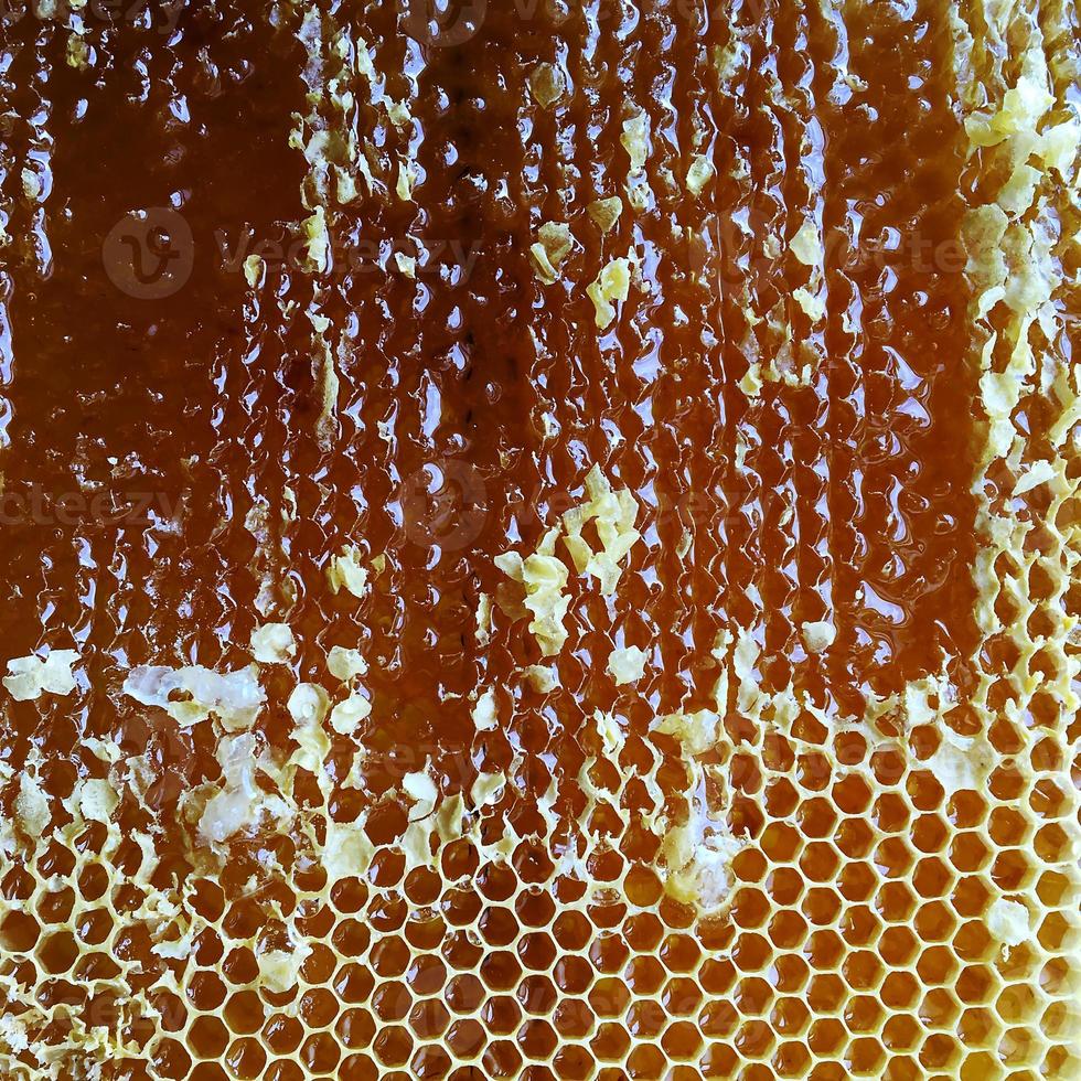 Waben aus Bienenstock gefüllt foto