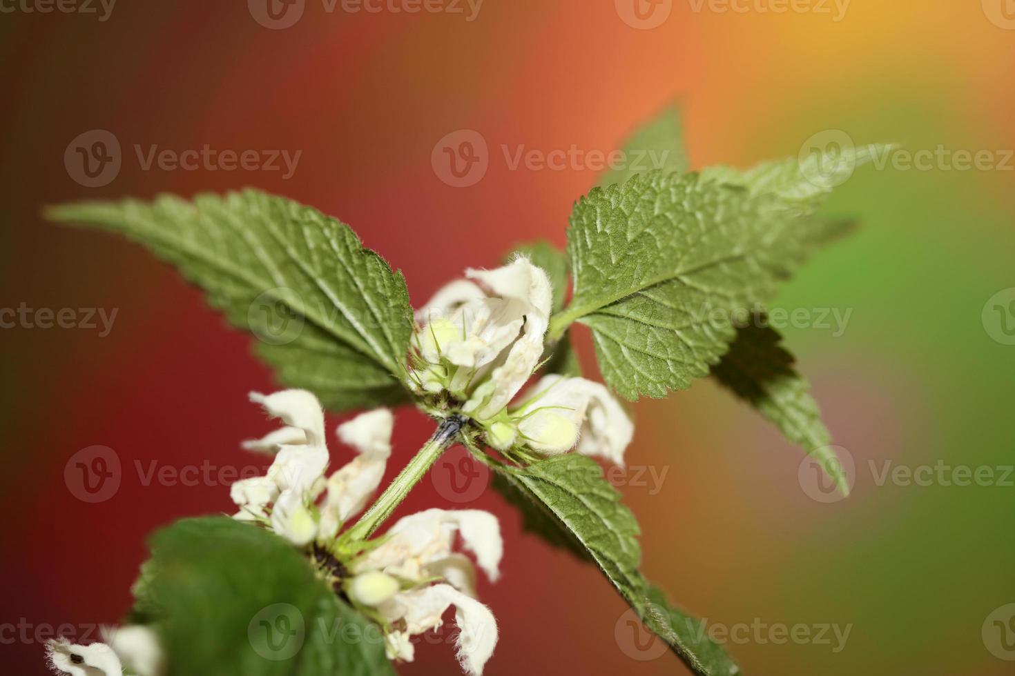 weiße wilde Blume Blüte Nahaufnahme Lamium Album Familie Lamiaceae Makro foto