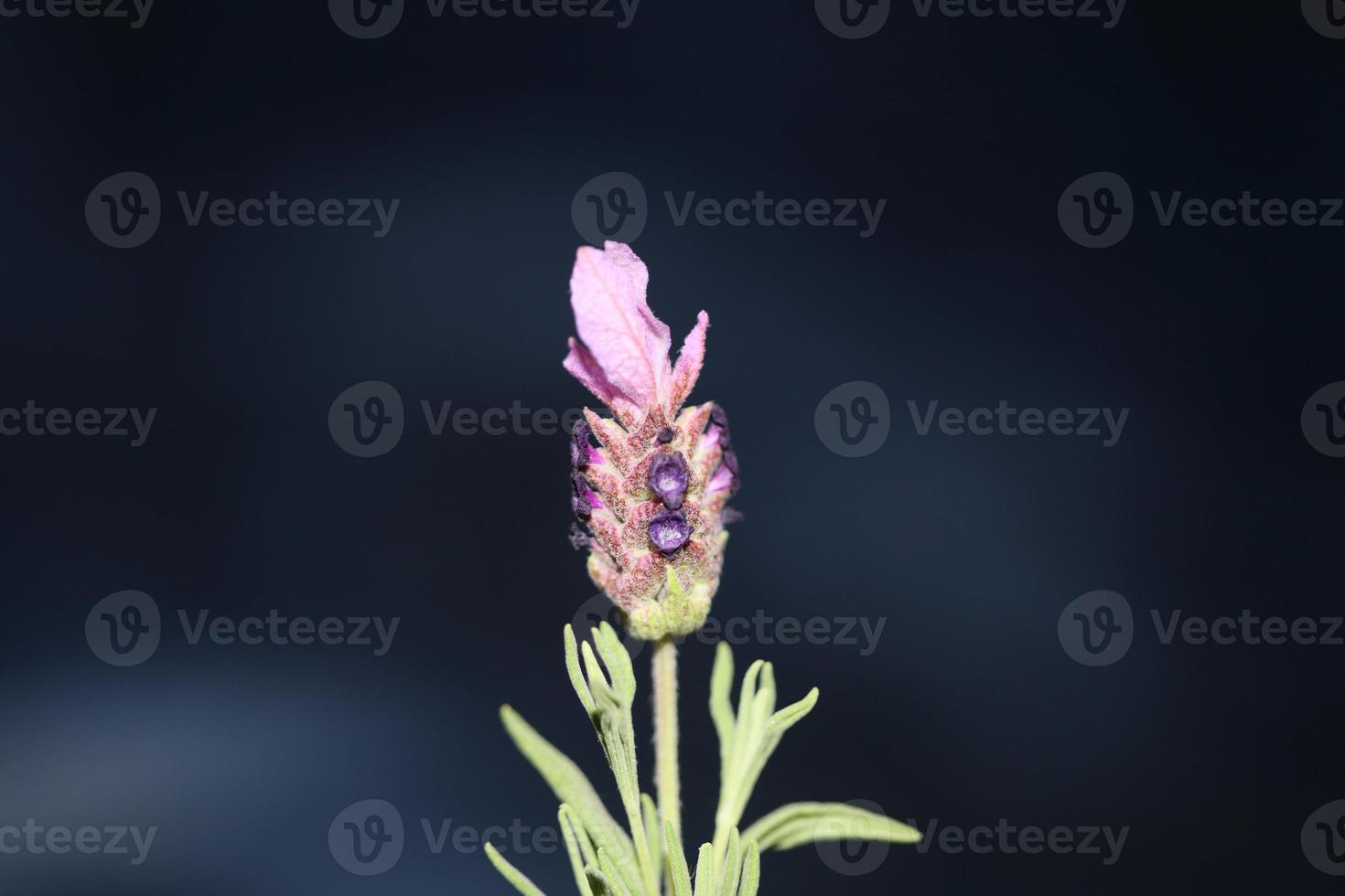 aromatische Pflanze Blüte Nahaufnahme Lavandula Stoechas Familie Lamiaceae foto