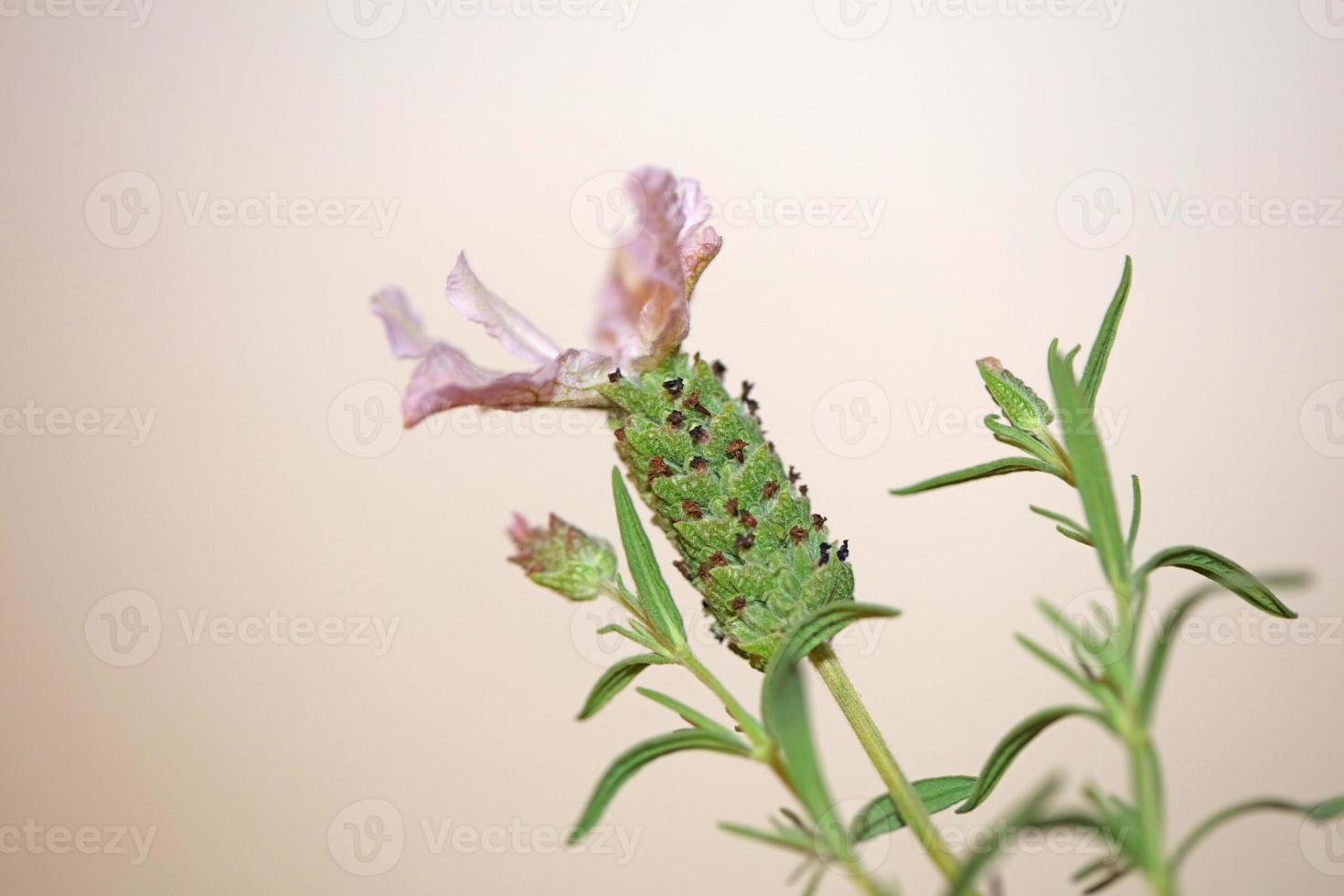 aromatische Pflanze Blüte Nahaufnahme Lavandula Stoechas Familie Lamiaceae foto