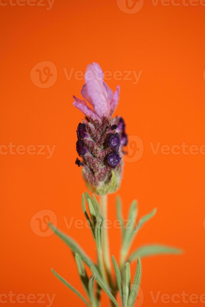 aromatische Pflanze Blüte Nahaufnahme Lavandula Stoechas Familie Lamiaceae foto