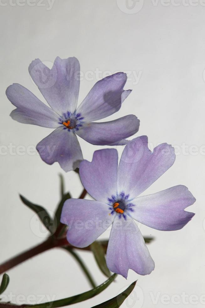 blume blüte nahaufnahme phlox sabulata l. Familie Polemoniaceae Drucke foto