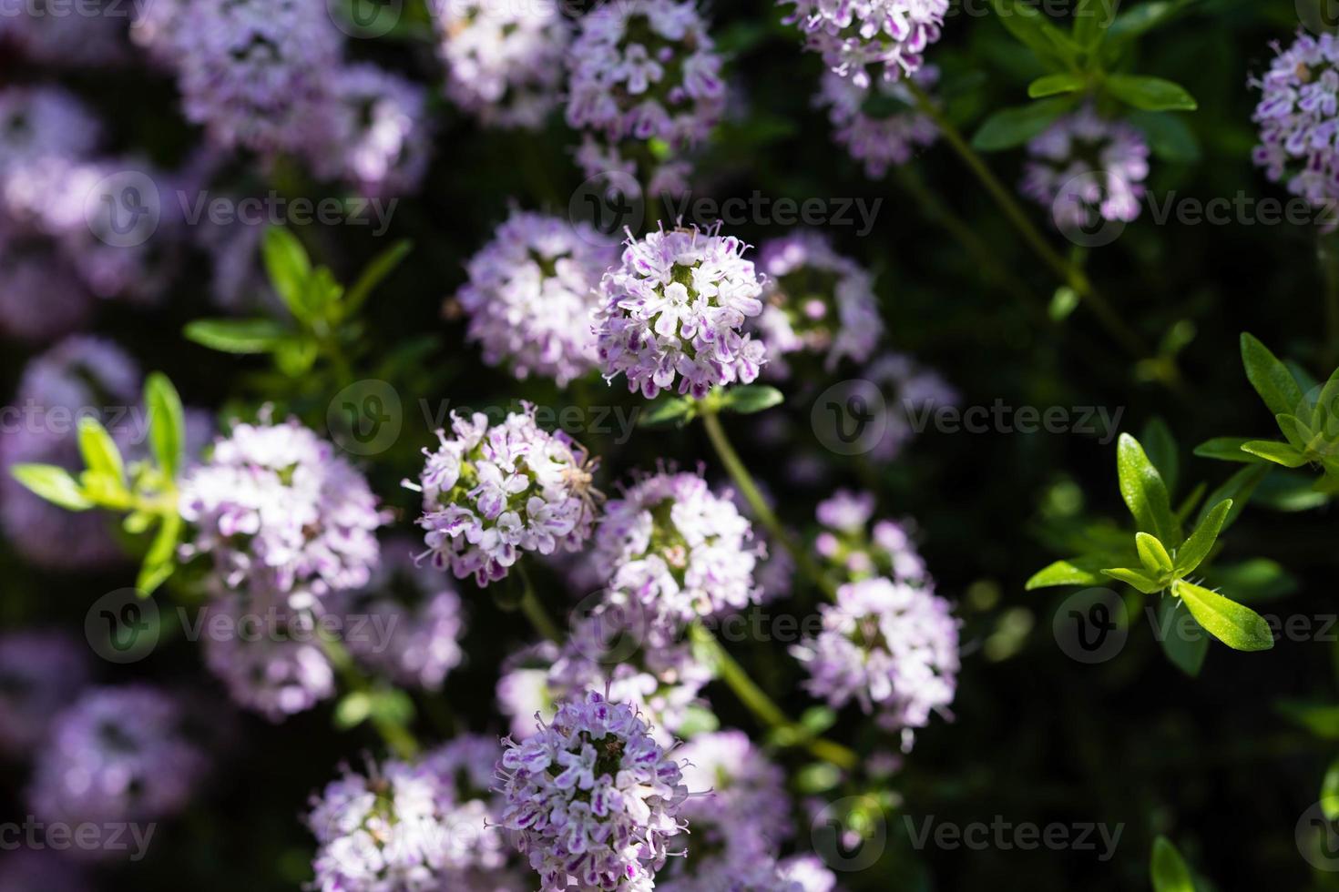 herzhaft satureja hortensis leckere Küchenkräuter foto