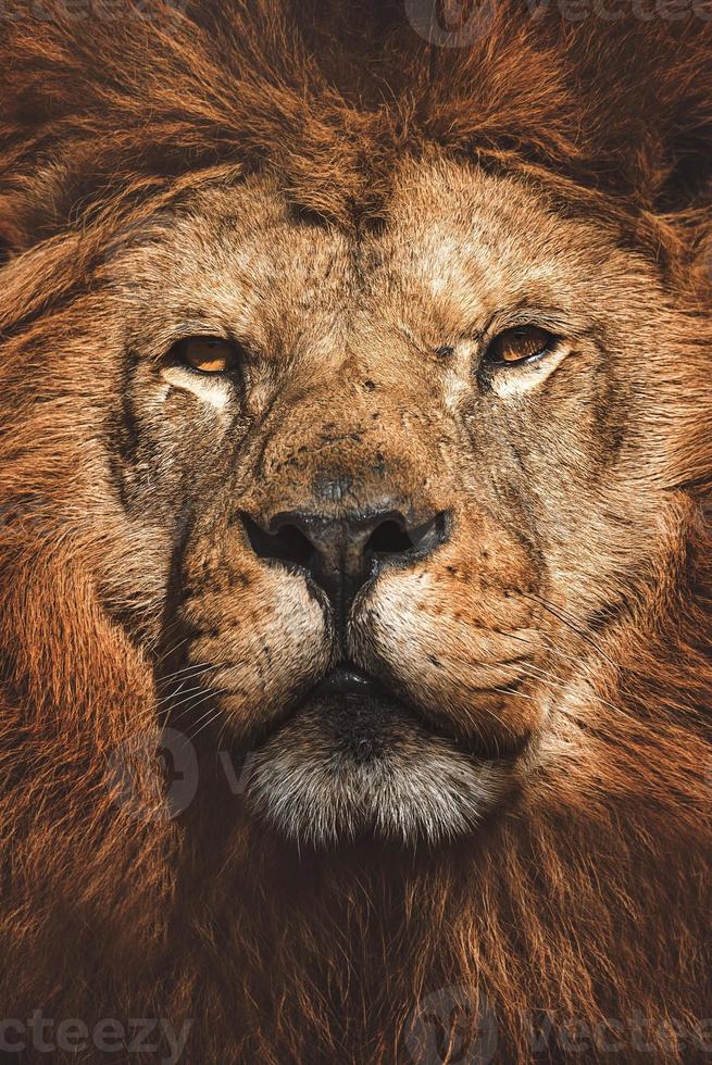 Löwe Panthera Leo das Detailporträt des Löwen foto