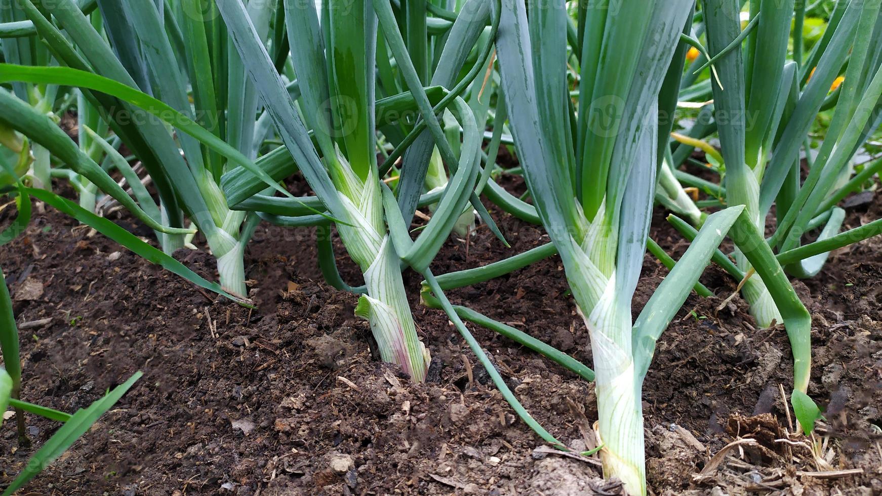 Frühlingszwiebeln auf dem Grat im Garten. Zwiebeln wachsen foto