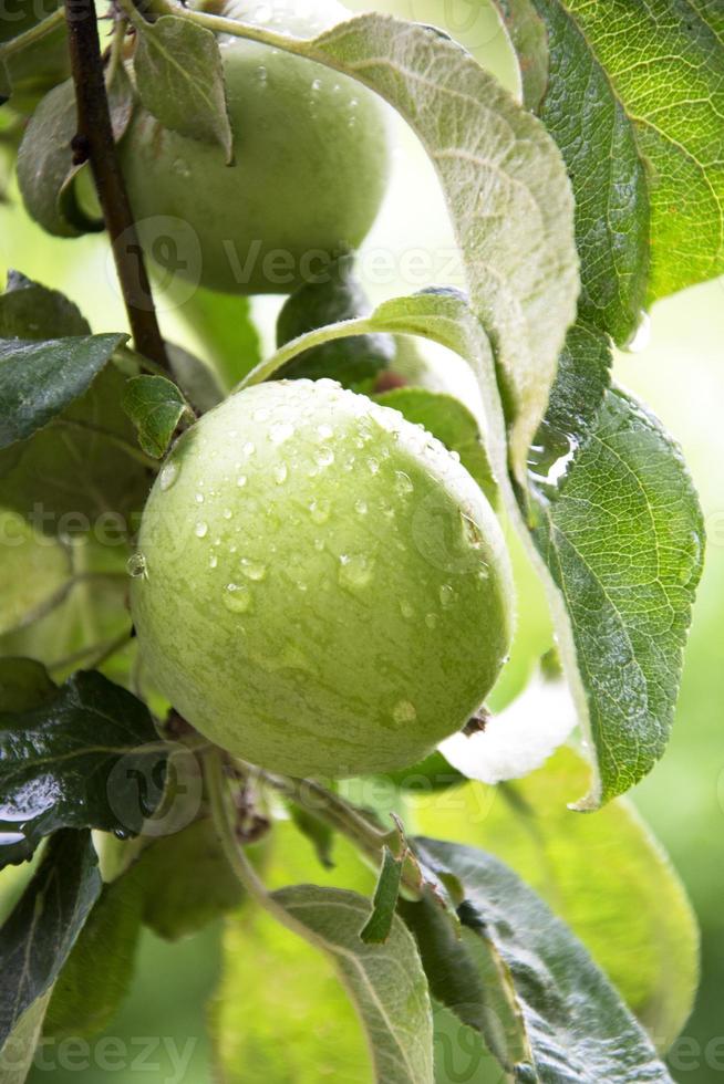 zwei grüne Äpfel. Apfelbaum im Regen. große Wassertropfen glitzern foto