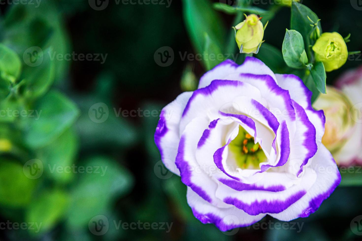 schöne Lisianthusblüten im Garten foto