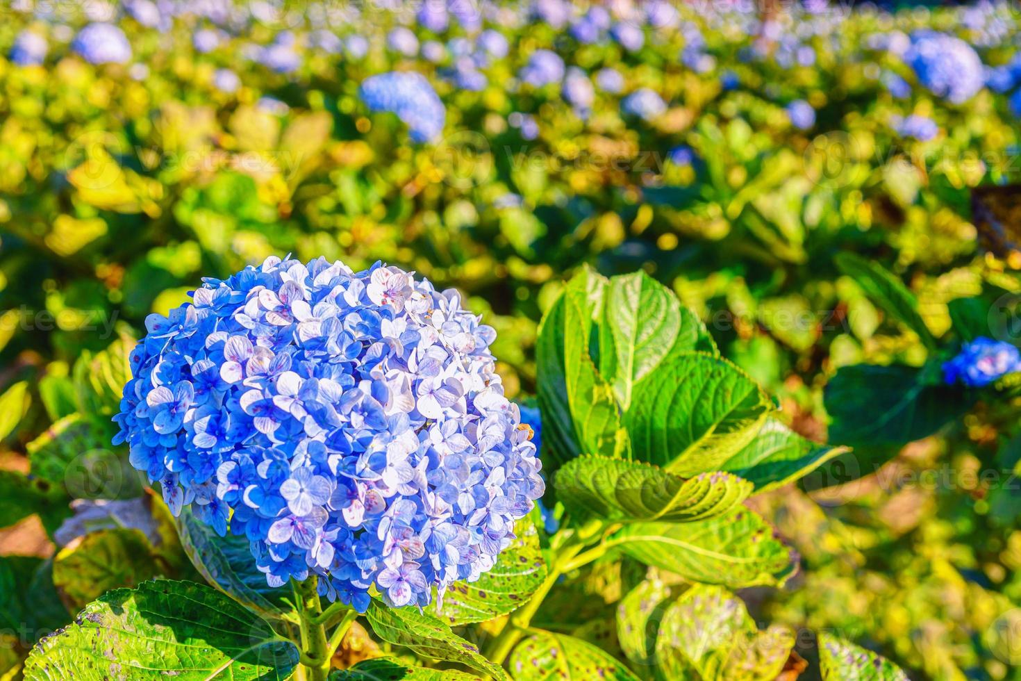 Blühende blaue Hortensienblumen im Garten. foto