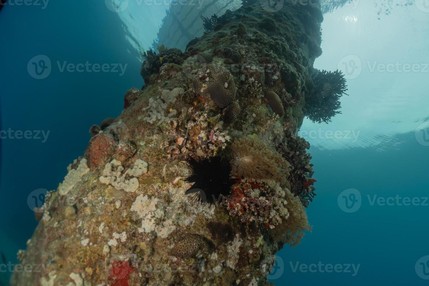 Korallenriff und Wasserpflanzen im Roten Meer, Eilat Israel foto