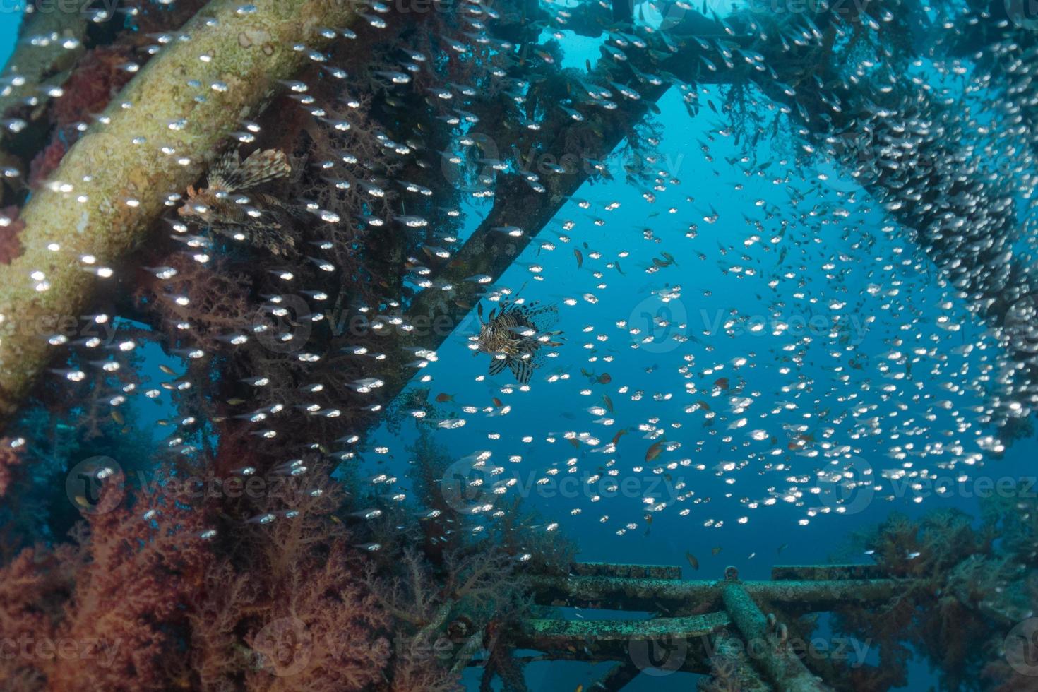 fische schwimmen im roten meer, bunte fische, eilat israel foto