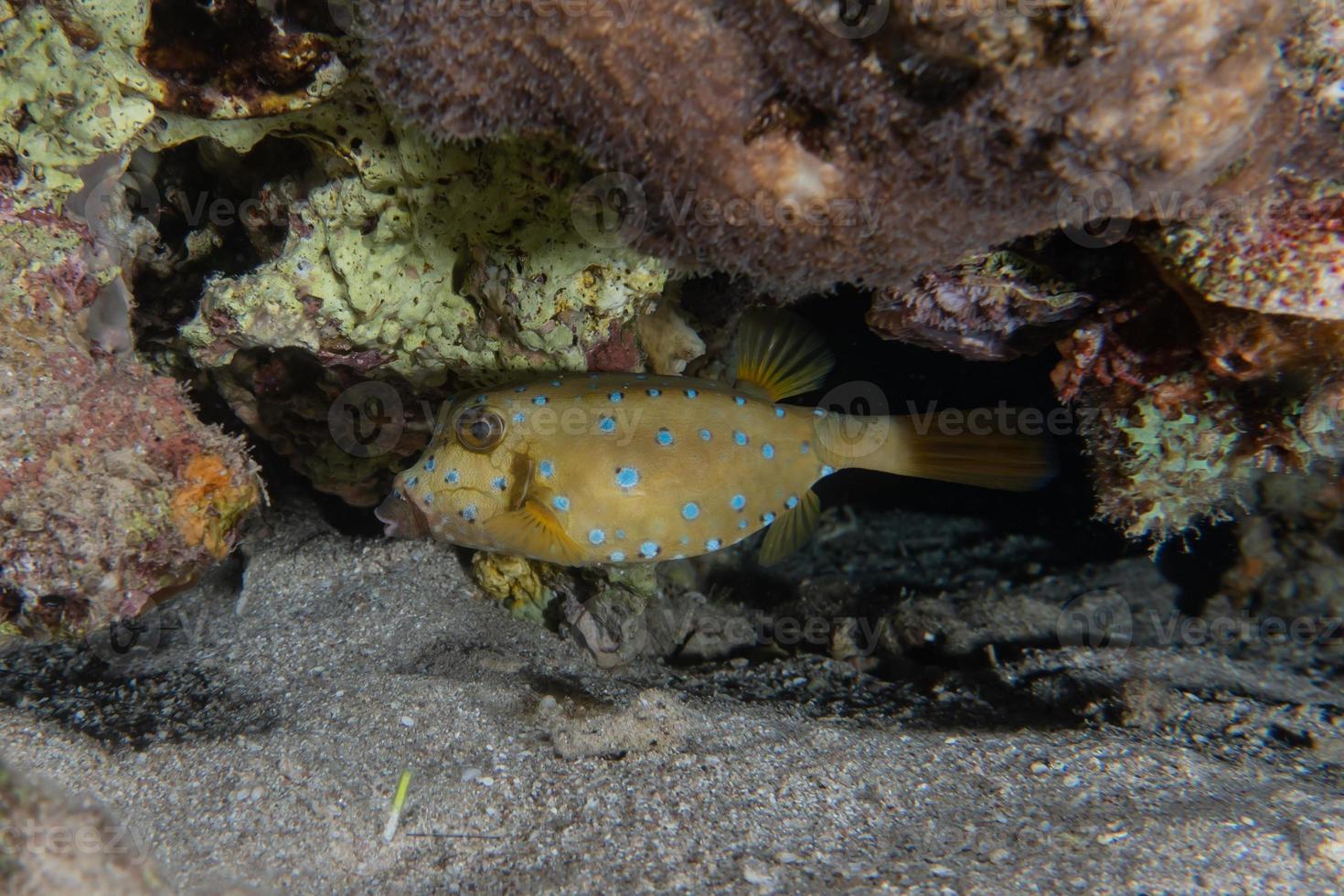 fische schwimmen im roten meer, bunte fische, eilat israel foto