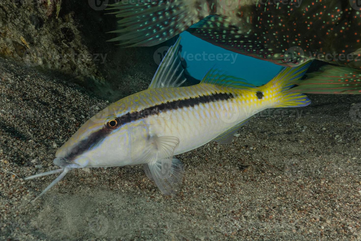 fische schwimmen im roten meer, bunte fische, eilat israel foto