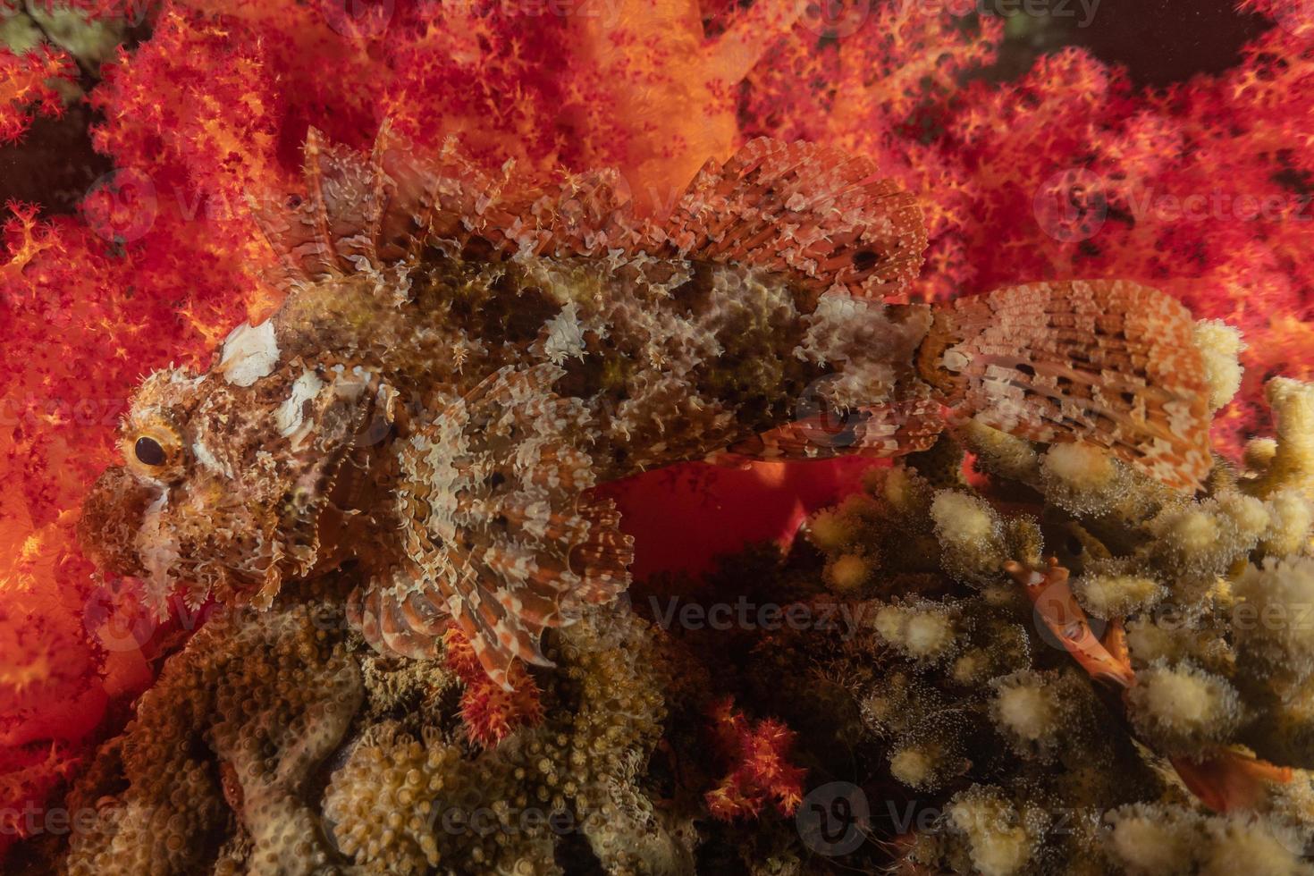 fische schwimmen im roten meer, bunte fische, eilat israel foto