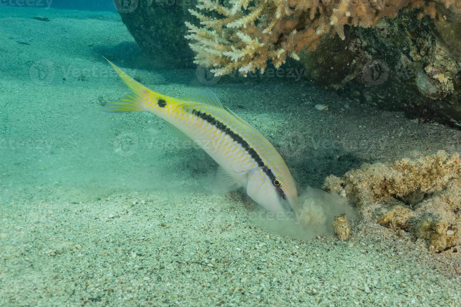 fische schwimmen im roten meer, bunte fische, eilat israel foto