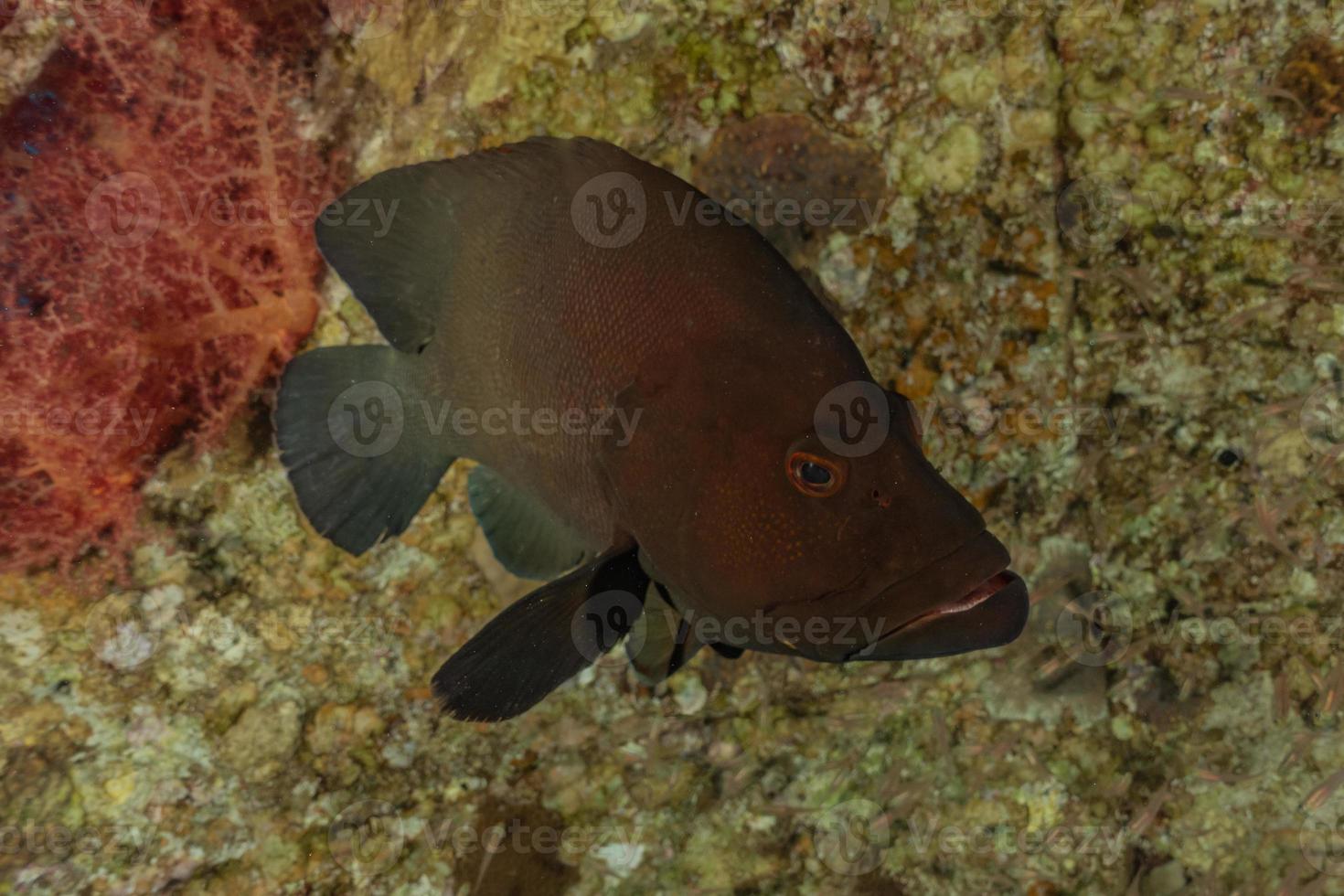 fische schwimmen im roten meer, bunte fische, eilat israel foto