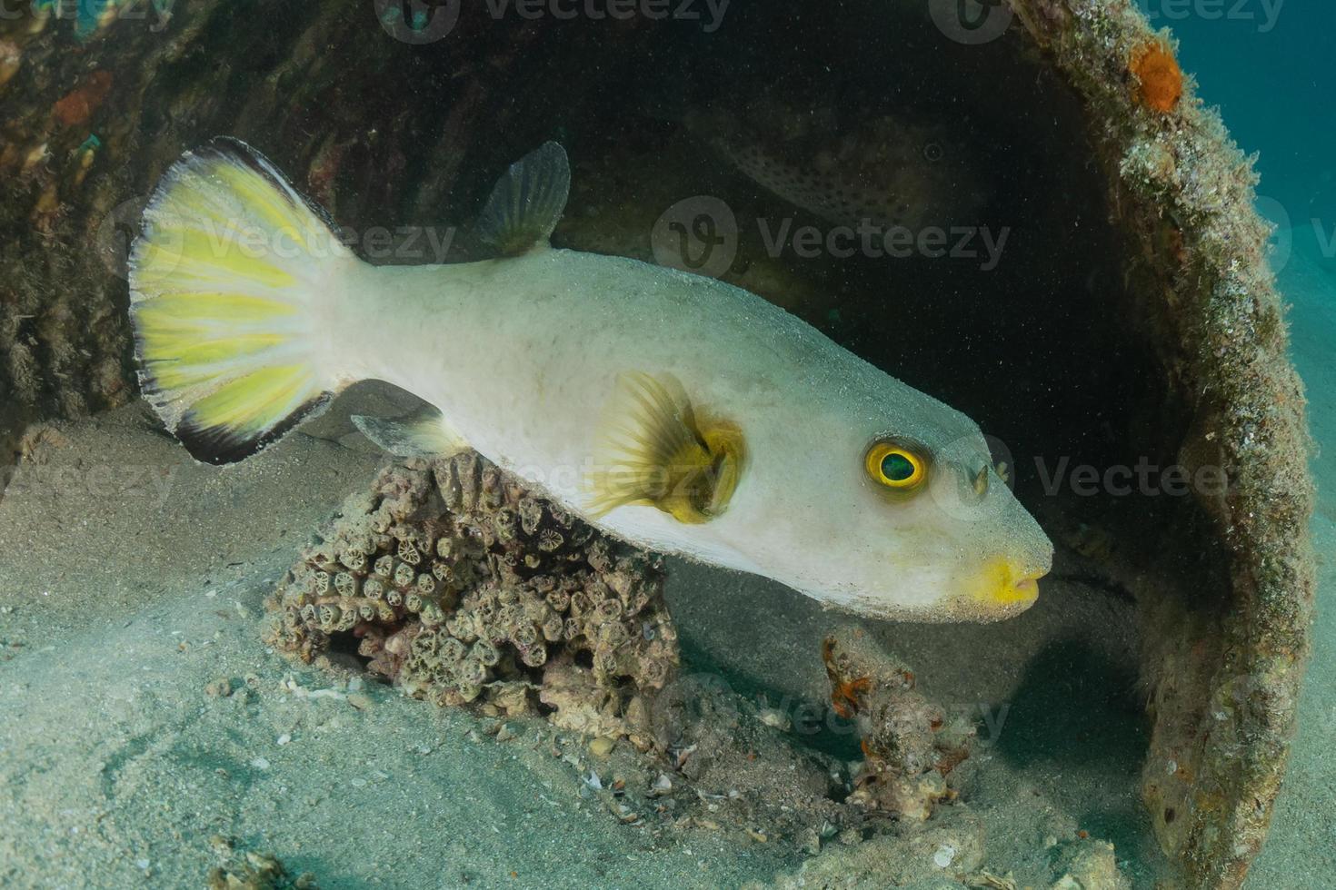 fische schwimmen im roten meer, bunte fische, eilat israel foto