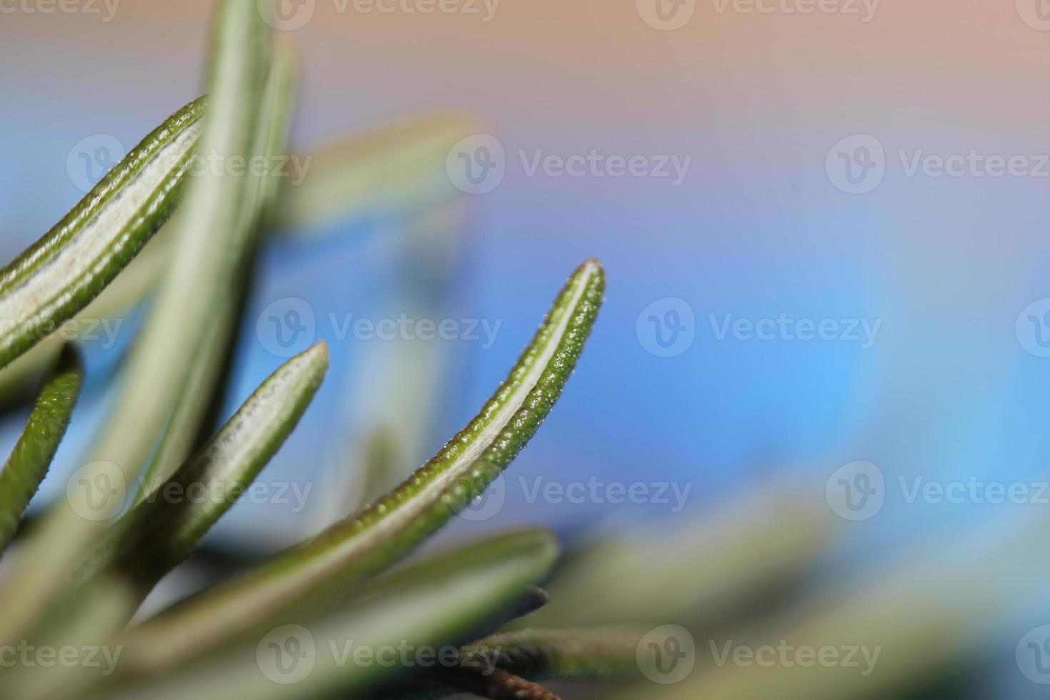 Rosmarin Makro Rosmarinus Officinalis Blätter Nahaufnahme Familie Lamiaceae foto