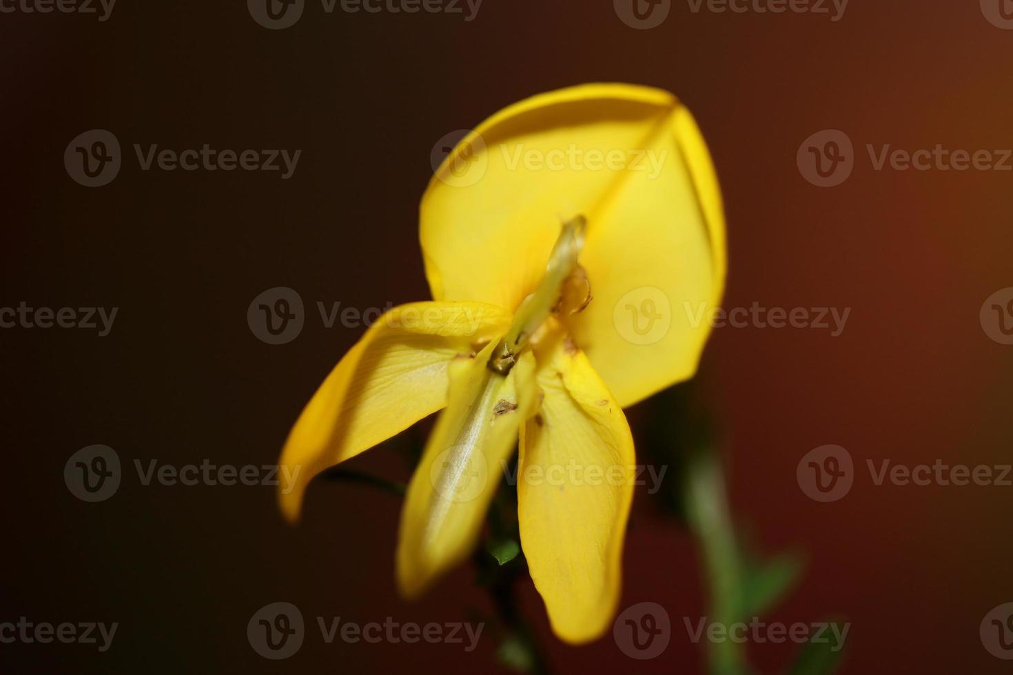 Blume Blüte Nahaufnahme Spartium Jenceum Familie Leguminosae botanisch foto