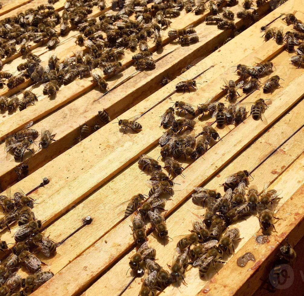 geflügelte Biene fliegt langsam zum Bienenstock Sammeln Sie Nektar auf privatem Bienenstand foto