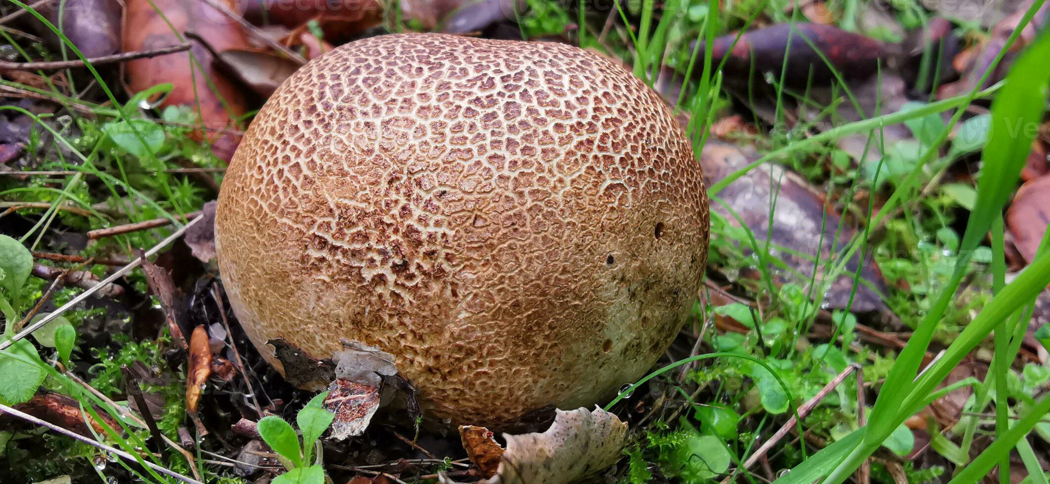 Detail von ein wild Pilze im ihr natürlich Umgebung foto