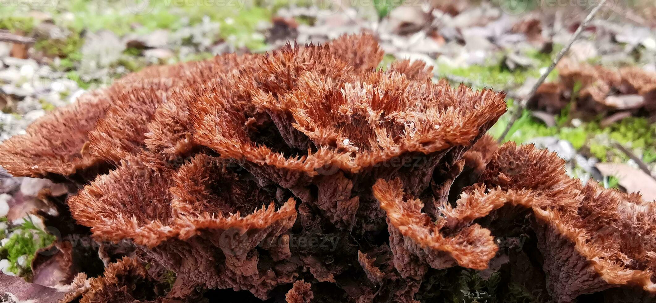 Detail von ein wild Pilze im ihr natürlich Umgebung foto