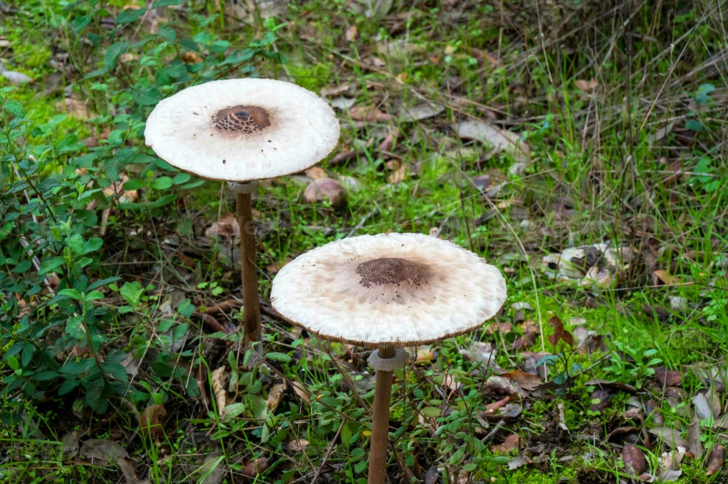 Detail von ein wild Pilze im ihr natürlich Umgebung foto