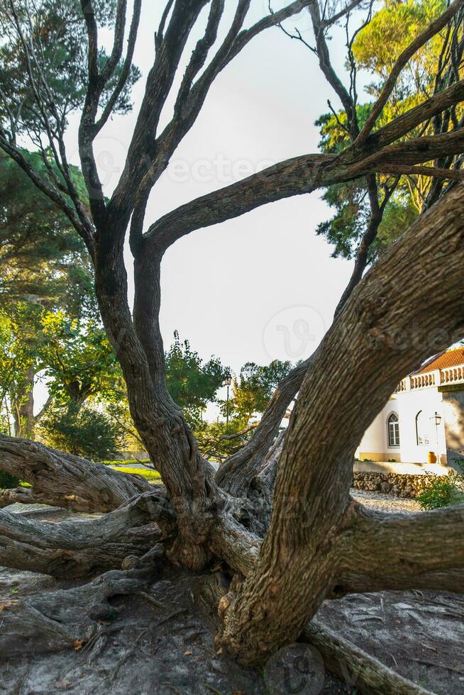 Melaleuca armillaris ist ein sehr groß Baum, mit groß Geäst, ursprünglich von Australien foto