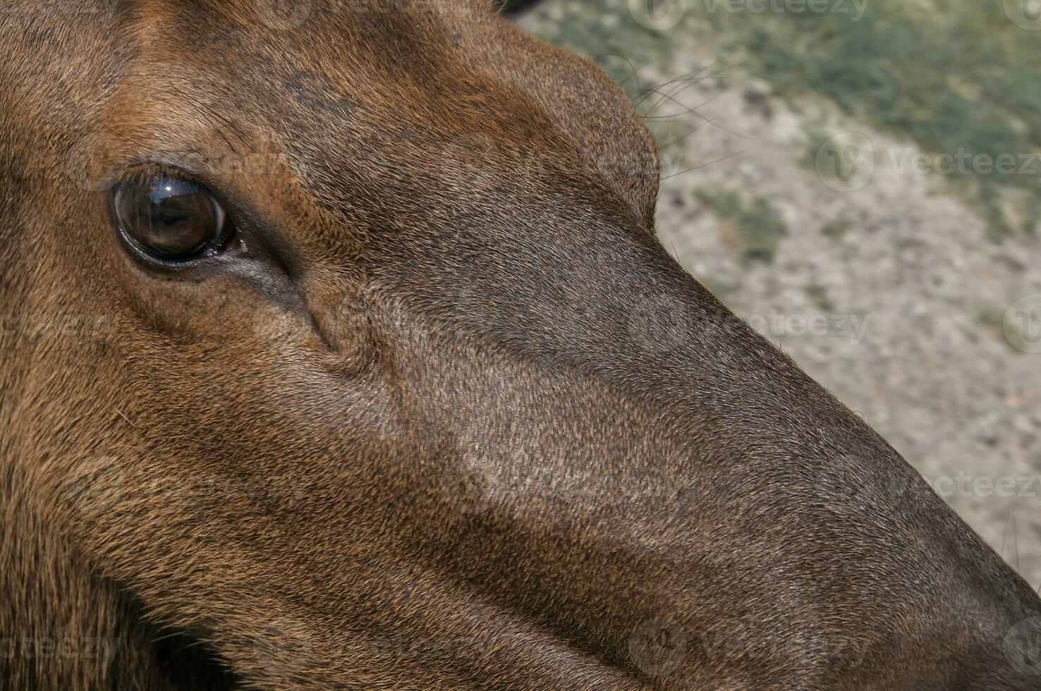 Hirsch im ein Natur Reservieren im Kanada foto