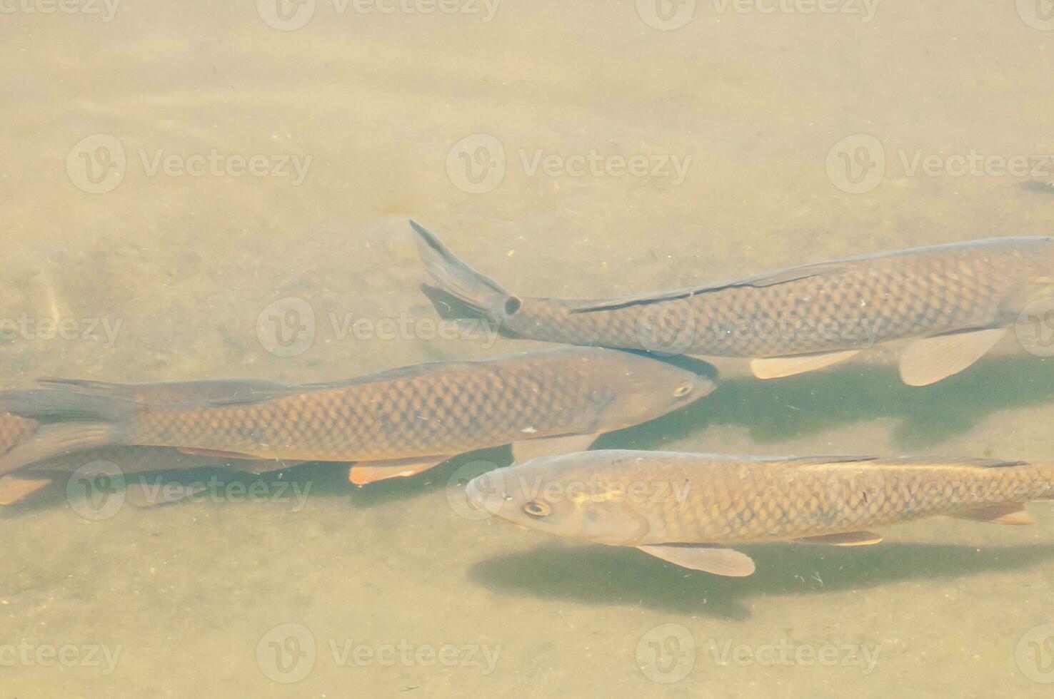 Fisch im ein transparent Grün Wasser See foto